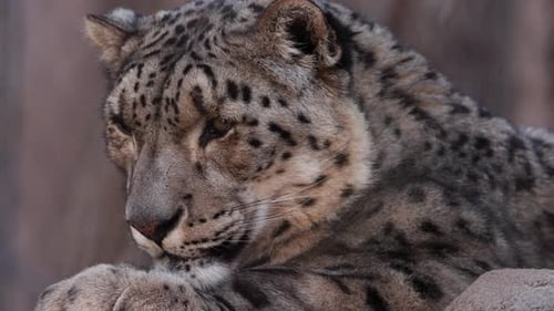 Snow Leopard staring at camera.