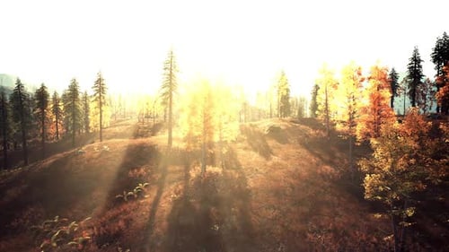 Golden Sunlight Filters Through Tall Trees in a Serene Autumn Forest