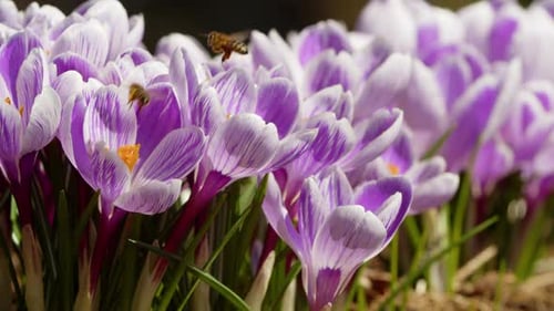 Beautiful Crocuses in Spring Time in a City Park