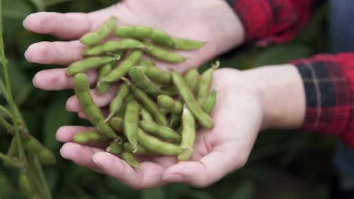 A woman farmer holds young green soybeans in her hand on an agricultural field.