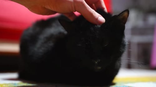 Hand gently petting a sleek black cat