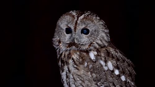 Owl Perched on Branch in Darkness