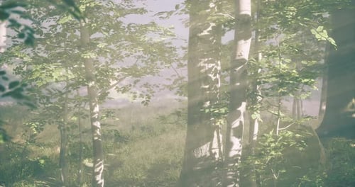 Sunlight Filters Through Lush Trees in a Serene Forest During Early Morning