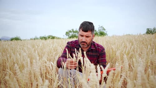 Concentrated Mature Farmer Examinating Wheat in a Cereal Field