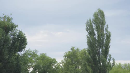 Grüne Bäume vor Himmelshintergrund