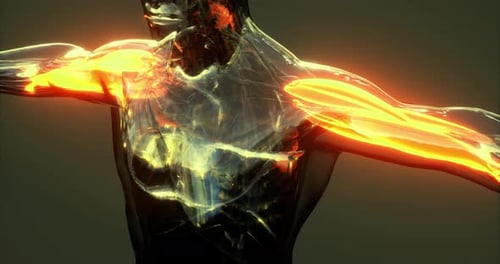 Human Body Anatomy with Glowing Muscles 3D Animation