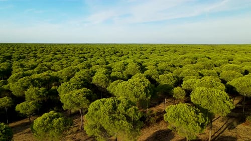 Large green stone pine forest in Spain. The lungs of planet. Aerial view of thick forest with green