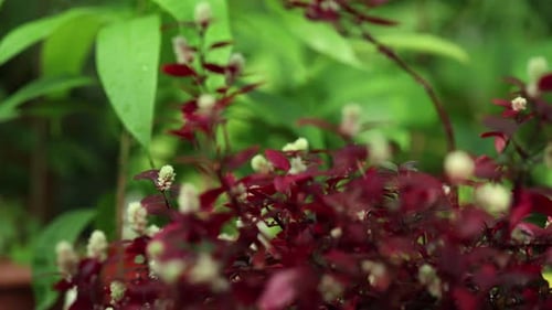 Se corrigió el movimiento de la cámara para ver y alejar el zoom de una planta de Alternanthera dentata rubra.