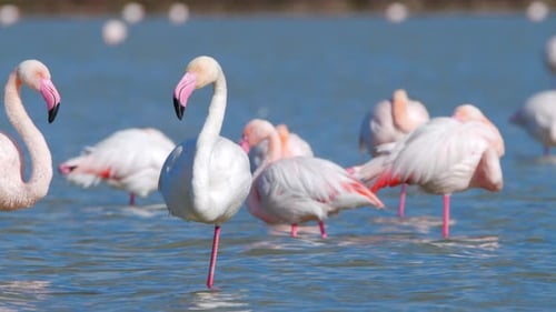 Flamingo in Shallow Water Wild Greater Flamingos in the Salt Lake Nature Wildlife Safari Shot