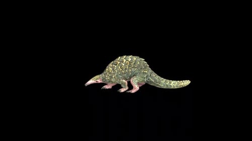 Wild Pangolin Walk