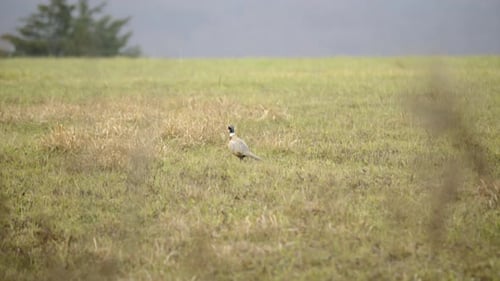 Pheasant walking in the grass.