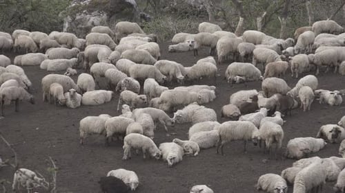 Large Flock of Sheep Resting on Hillside