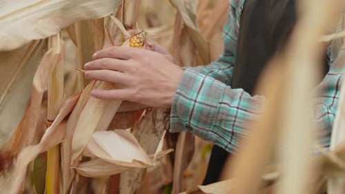 Farmer Cleans with His Hands Ripe Appetizing Ear of Corn in Field Closeup