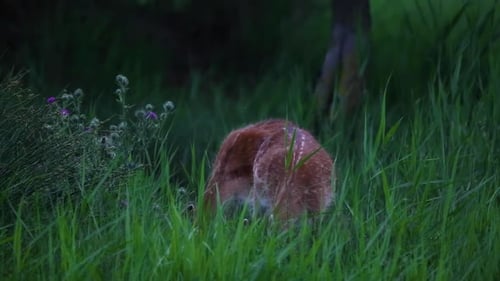 Fallow deer in Aiguamolls De L'Emporda Nature Reserve, Spain