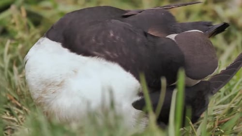 Close up of an Atlantic puffin cleaning his feathers with grass background