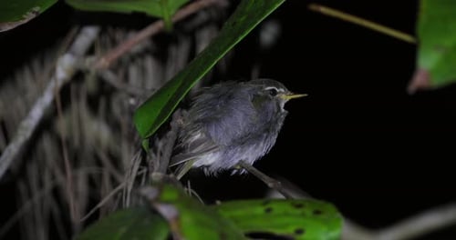 Arctic Warbler Perched on Branch Surrounded By Greenery at Night