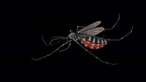 Aedes aegypti mosquito, simulating feeding on blood.