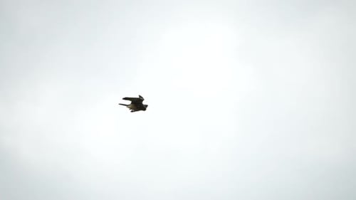 Majestic Northern Harrier Soaring Freely in Overcast Sky