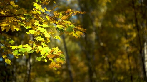 Closeup of a Yellow Maple Branch Against the Backdrop of an Autumn Forest