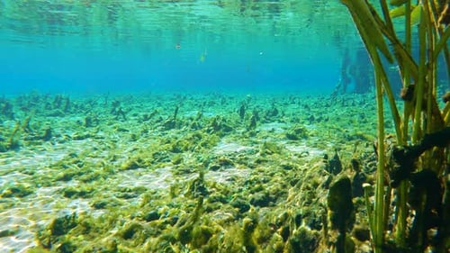 Florida Springs Unterwasserwelt, Süßwasservegetation und Wildfische Wunderschöne tropische Natur