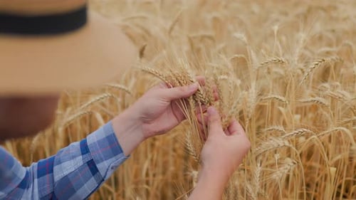 Anonymous Male Farmer Checking Wheat Spikelets in Field