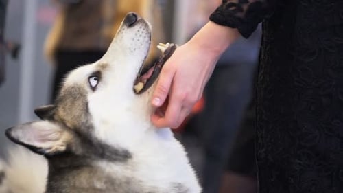 Husky dog enjoys affectionate petting indoors close-up