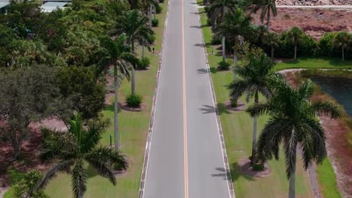 Drone Flying Above Shot of Road Lined with Tall Palm Trees