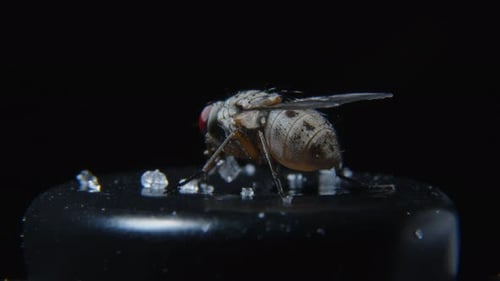 Close Up of Housefly Eating Sugar