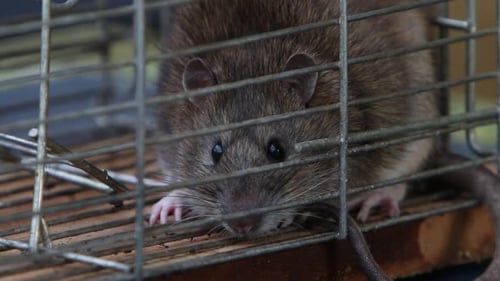 A Brown Rat, Rattus norvegicus, in trap. UK