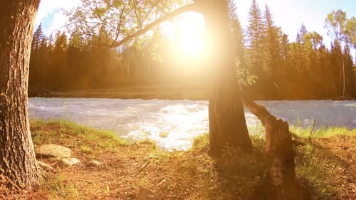 Meadow at Mountain River Bank Landscape with Green Grass Pine Trees and Sun Rays Movement on