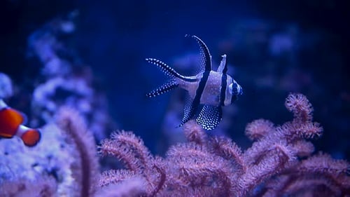 Ein Nemofisch spielt Versteckspiel zwischen den beweglichen Tentakeln eines weichen Seeanemonen-Clownfisches oder