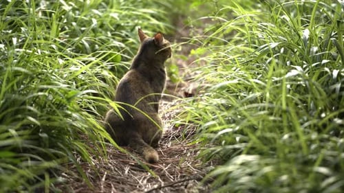 Brown tabby cat on nature trail - pet sitting among tall grass looking away in peaceful outdoor