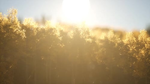 Forêt de pins au lever du soleil avec rayons de soleil chauds
