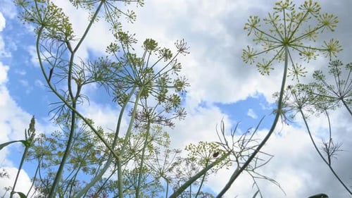 Dill seeds sways in the wind on sky background. Unripe green umbrella dill, shallow depth of field
