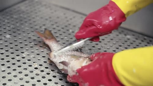 Close-up of descaling and cleaning fresh fish, Red Porgy.