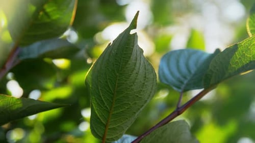 Nature, Botany and Flora Concept - Close Up of Hydrangea Branch With