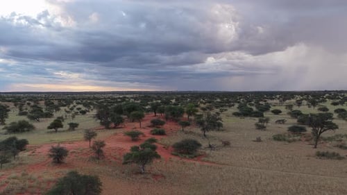 African Savanna Landscape Aerial with Acacia Trees Dotting the Red Kalahari Sand During a Cloudy