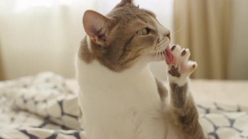 Cat Cleaning Paw on Bed Indoors