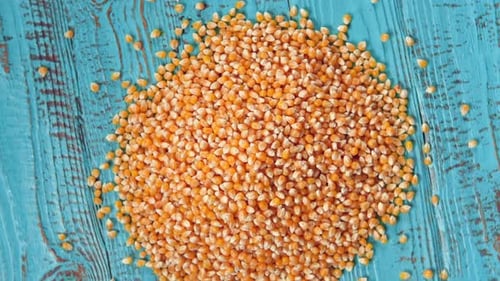 Corn Seeds Pile of Raw Corn Grains is Turning Closeup on Blue Wood Rustic Table Husbandry Concept