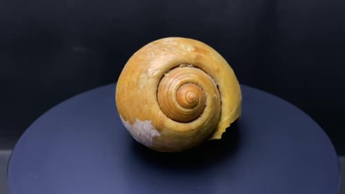 Coquille d'escargot doré, une espèce d'animal marin