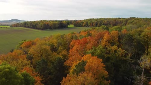 flying over a colorful autumnal forest towards a green field, sunny