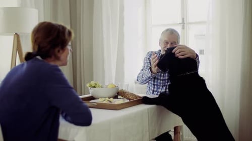 Senior couple having breakfast with their playful dog