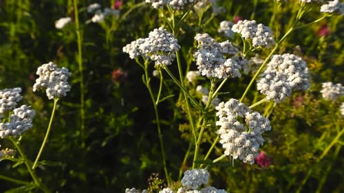 Détail en forme de
millefeuille blanche en fleurs. Vue sur fond flou de champs de fleurs sauvages. Riches couleurs de la nature rurale
