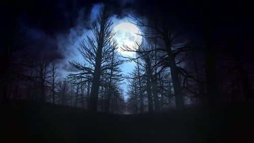 Full moon night in Forest 4K