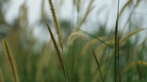 Grass Spikelets, wild plant swaying in the breeze,sliding camera movement