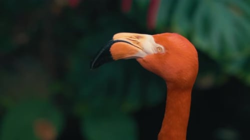 Close up of a colorful flamingo head against natural background