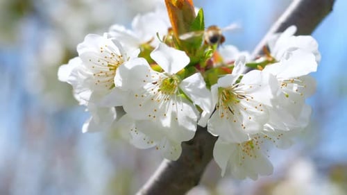 Flores de cerejeira polinizadoras de flores de primavera