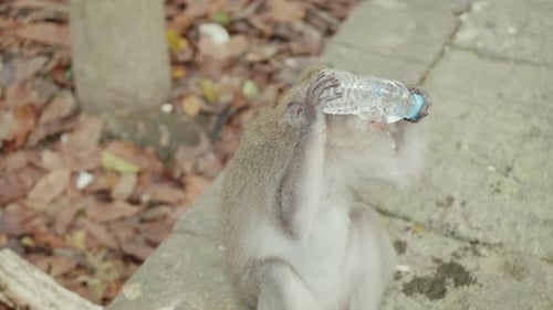 Nahaufnahme eines Affen, der im Affenwald auf Bali eine Flasche Wasser stiehlt und trinkt, zweite Aufnahme