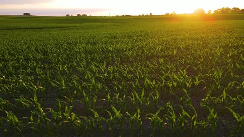 Cornfield During Sunset Drone Flies Over Green Agriculture Corn Field Maize Production