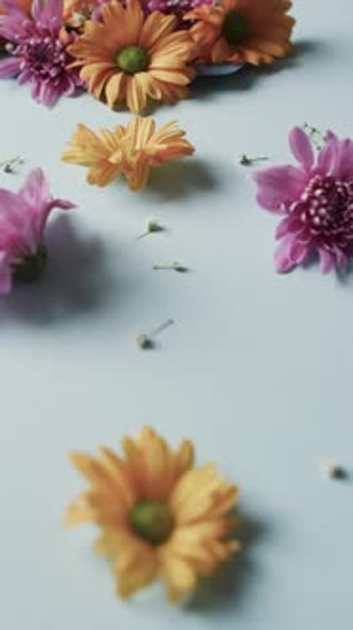Artistic Still Life with Colorful Gerbera Daisies